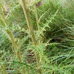 Cirsium jorullense Feuille