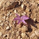 Colchicum variegatum Flower