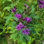 Vernonia noveboracensis Flower