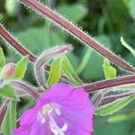 Epilobium hirsutum Ŝelo