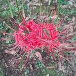 Lycoris radiata പുഷ്പം