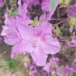 Rhododendron ponticum Blüte