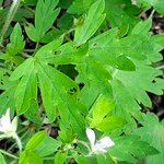 Geranium richardsonii 葉