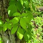 Parthenocissus quinquefoliaBlatt