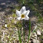 Narcissus poeticusFloare