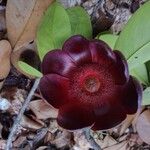 Clusia insignis Fruto