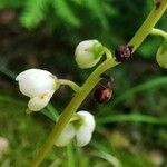 Pyrola elliptica 花