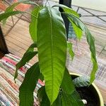 Mangifera indica Blatt