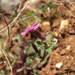 Saponaria calabrica Flower