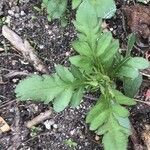 Patrinia scabiosifolia Folha