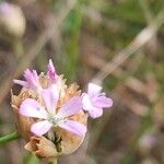 Petrorhagia prolifera Flower