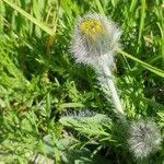 Hieracium villosum Flor