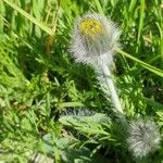 Hieracium villosum Flower