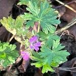 Geranium pusillumफूल