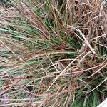 Carex hordeistichos Blatt