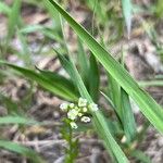 Thlaspi arvense Blomst