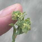 Euphorbia falcata Flower