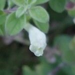 Scutellaria albida 花