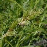 Carex tribuloides Frukt