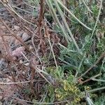 Lavandula multifida Leaf