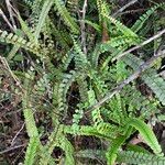 Lindsaea stricta Habitus