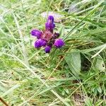 Prunella grandiflora Flower