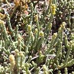 Anabasis articulata Leaf