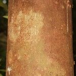 Macoubea guianensis Кора