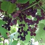 Vitis labrusca Φρούτο