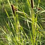 Typha shuttleworthii Blad