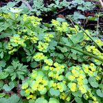 Chrysosplenium alternifolium Habitus