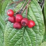 Cotoneaster bullatus Frucht