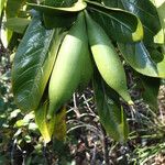 Atractocarpus heterophyllus Frucht