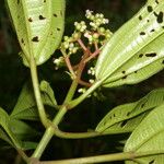 Miconia ciliata 叶