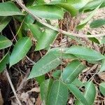 Eucalyptus robusta Blad