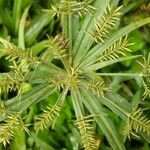 Cyperus meyenianus 花
