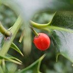 Ilex aquifolium Fruitua