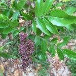 Rhus copallinum Fruchs