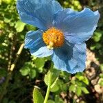 Meconopsis betonicifolia Flower