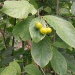 Ehretia dicksonii Fruit