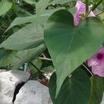 Ipomoea carnea পাতা