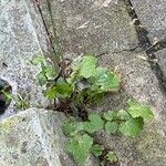 Lactuca muralis Blad