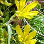 Gagea bohemica Flower