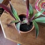 Tradescantia spathacea ഇല
