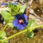 Lysimachia foemina Kukka