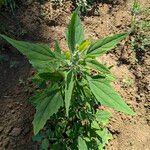 Chenopodium ficifolium Habitus