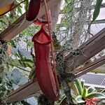 Nepenthes × neglecta Flor