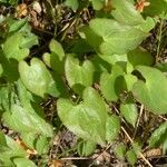 Epimedium alpinum Fuelha