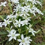 Ornithogalum divergensBlomst