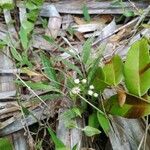 Ageratum conyzoidesЦвят